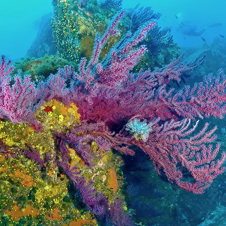 Hotel Le Golfe Porto Pollo